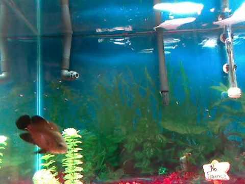 Oscar fish 40 gallon tank Main Image