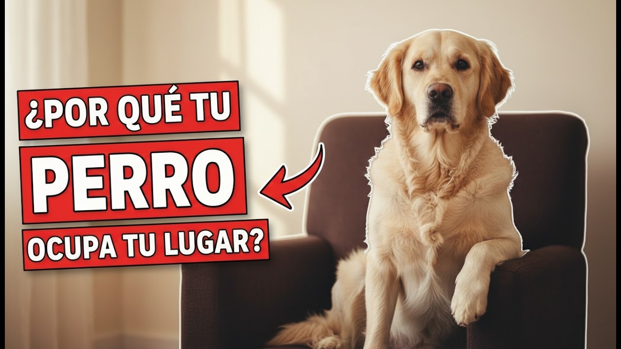 Si Tu Perro Ocupa Tu Lugar… ESTO Es Lo Que Significa (No Es Dominancia)