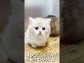 ビビリな短足ちゃん😂😂　#shorts #ミヌエット #マンチカン #子猫