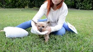 Scrubby Instant Bath For Pets