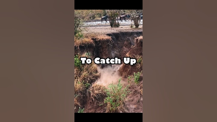 Hyena Chases Wildebeest Off a Cliff