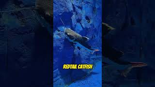 4 Ikan Hias Predator Air Tawar Yang Keren