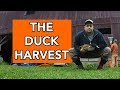 Harvesting Ducks - What it's like