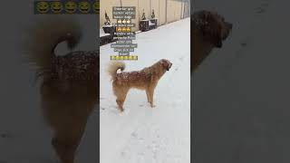 Biz Nöbete Dewam..😂😂😂