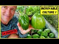 La chayotte au potager ► 50 kilos de bonheur sur un seul plant !