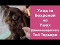 Бахрома на ушках Длинношерстного Той терьера, Уход.