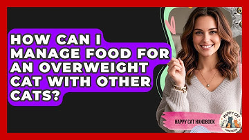 How Can I Manage Food For An Overweight Cat With Other Cats? - Happy Cat Handbook