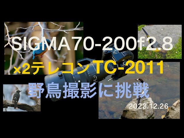 SIGMA 70-200mm F2.8】2倍テレコンバータTC-2011をつけて野鳥撮影に