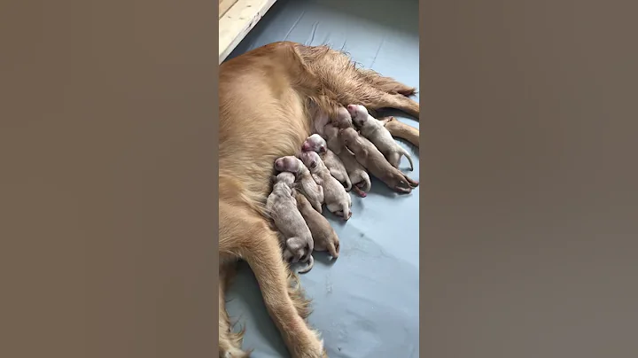 Ella's and Lucas Puppies