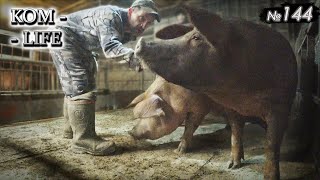 видео: Каждой хрюшке по однушке! ❤️ картинка: Каждой хрюшке по однушке! ❤️