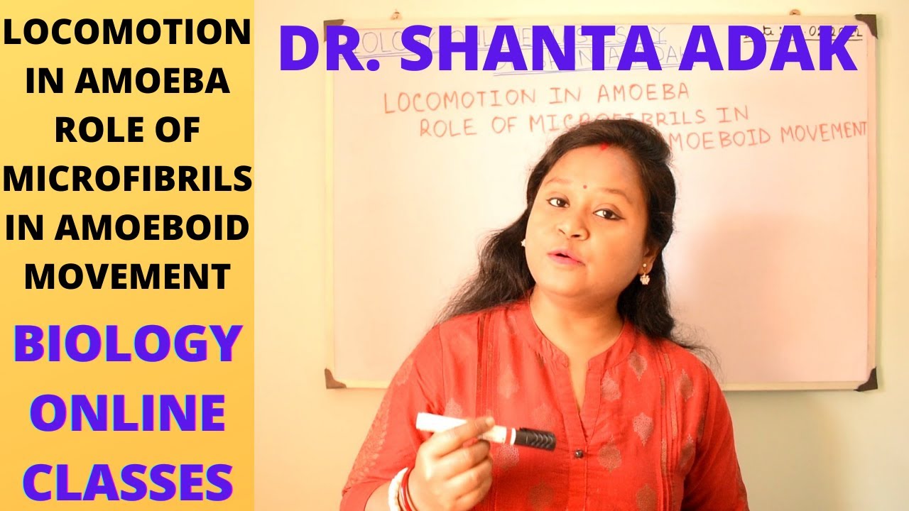 LOCOMOTION IN AMOEBA. ROLE OF MICROFIBRILS IN AMOEBOID MOVEMENT. ZOOLOGY(H), M.SC. UPSC NEET BSC BIO