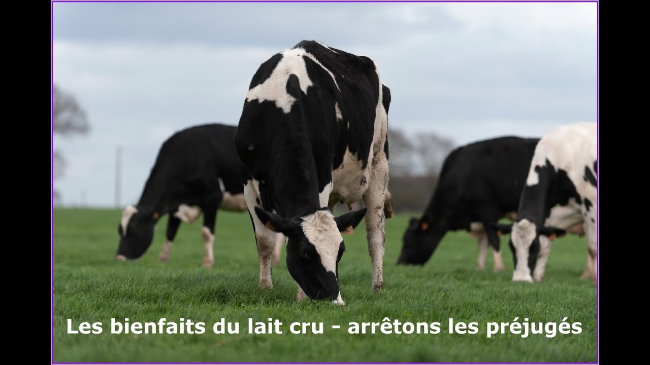 Les bienfaits du lait cru - arrêtons les mensonges, la propagande et les préjugés...