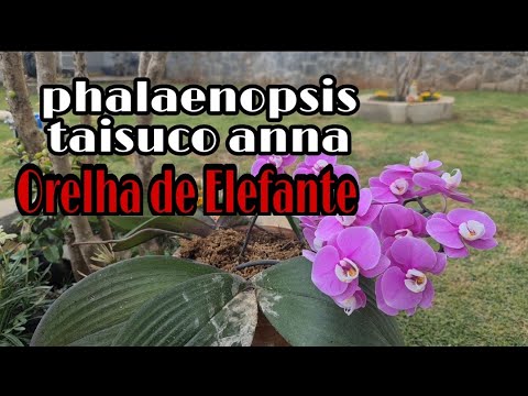 PHALAENOPSIS ORELHA DE ELEFANTE/PHALAENOPSIS MANIA - thptnganamst.edu.vn