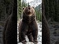 Bear #wildlife #shortvideo #shortsfeed #shortsviral #shorts