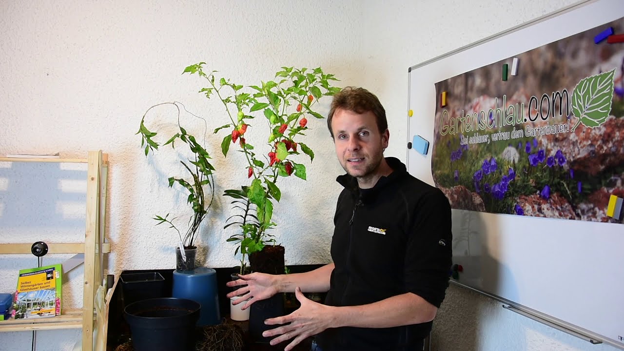 Chili vor dem Überwintern umtopfen? Wann es wirklich nötig ist
