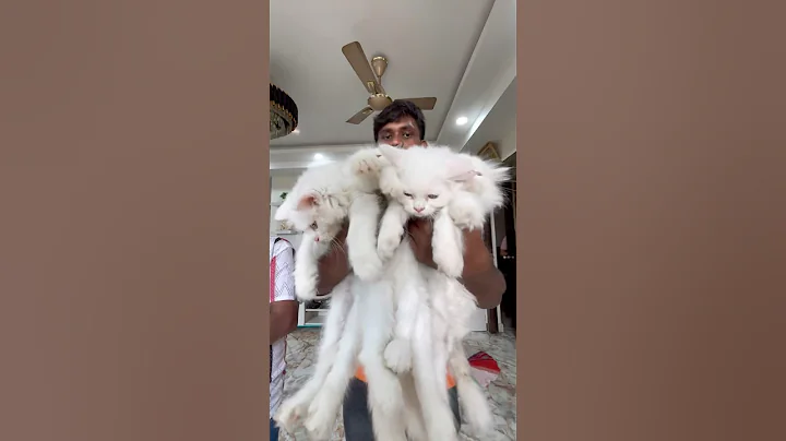 Video 11732391: persiancat cat pets, persian cat low