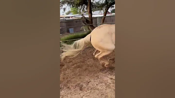 #zoomies #happy #mustangs #palomino #mare  #feelin...
