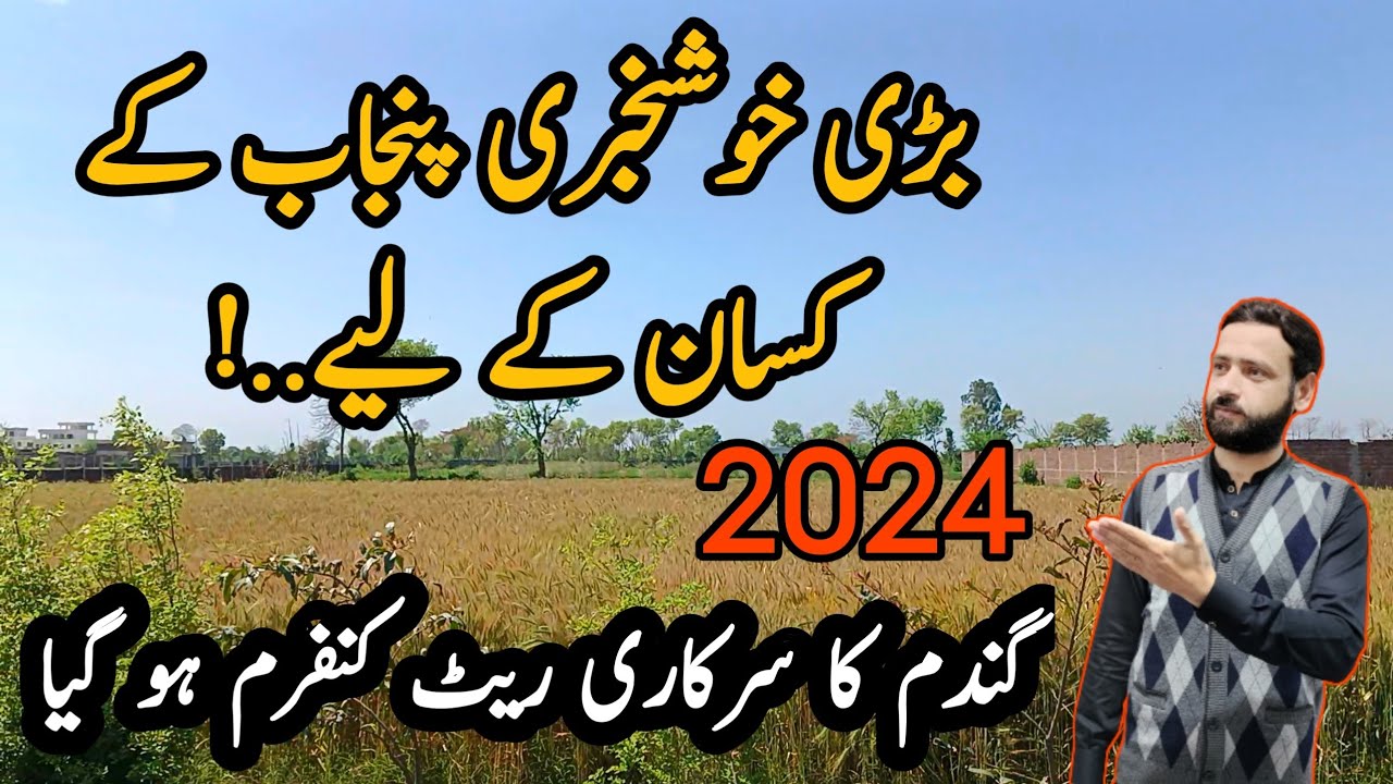 Congratulations | Today gandum rate in Punjab | 2024 wheat support ...