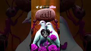 ami jody hotam pakhi 🕊️🕋