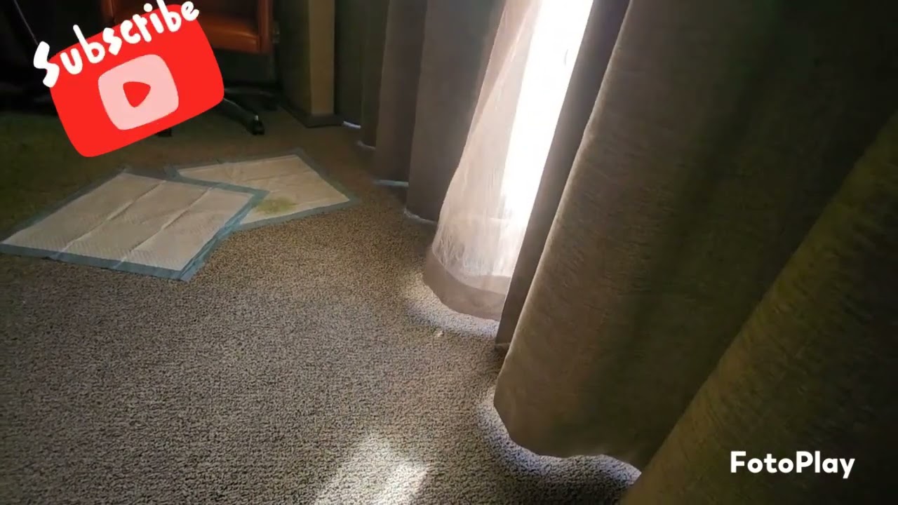 PUGSLEE GOES TO JACKPOT - THIS WAS HER FAVORITE GAME 🤣