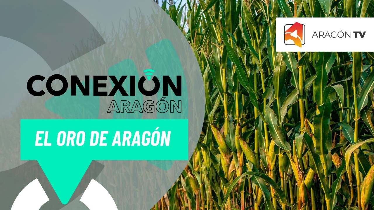 El oro de Aragón se cultiva