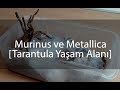 Murinus ve Metallica Tarantulalarına Yaşam Alanı