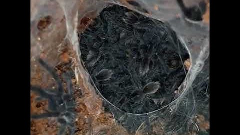A Nest of Spiders