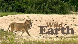 WildEarth - Sunrise Safari - 30 April 2020