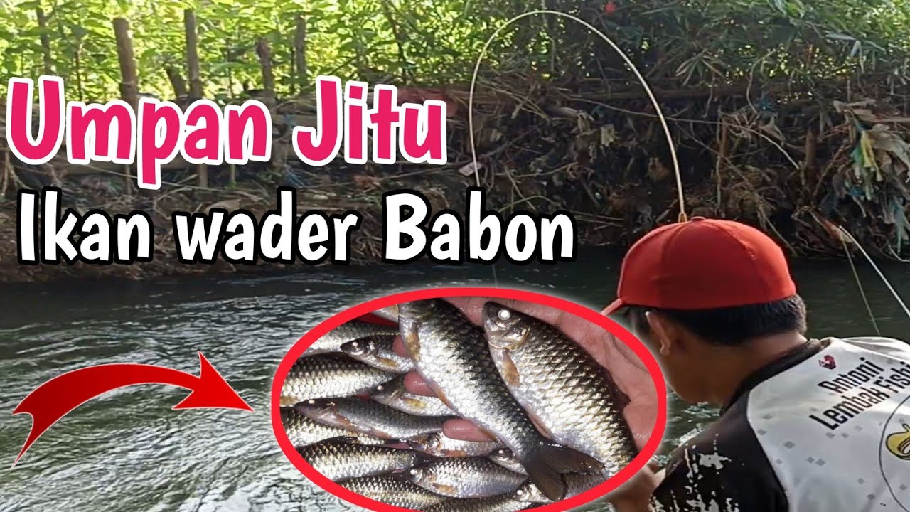 Umpan Jitu Mancing Ikan Wader dan Uceng Paling Gacor di sungai 