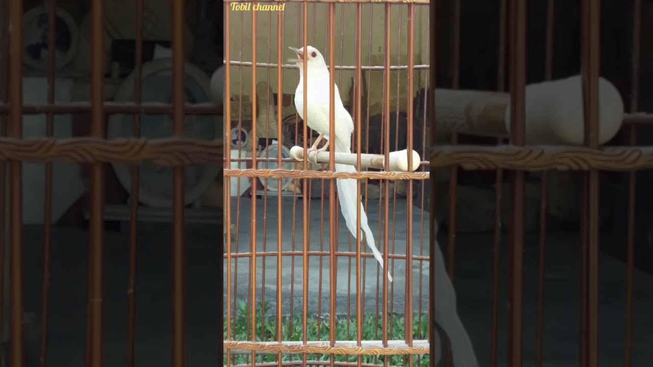 Murai Batu Albino Ekor Panjang Fantastic Youtube