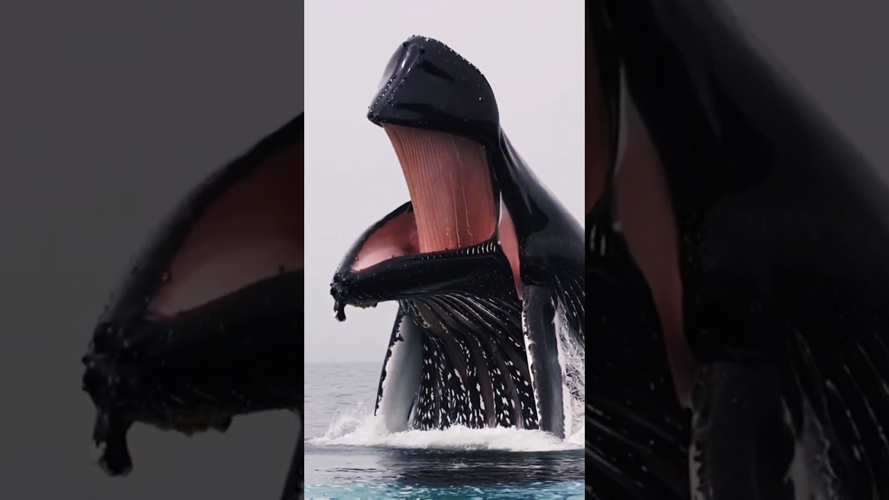 This Humpback Whale Left Everyone Speechless 🐋
