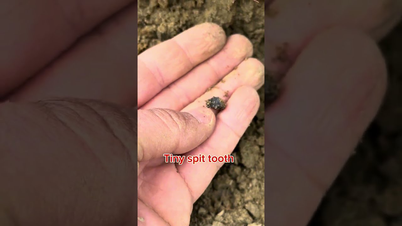 Our trip to Wyoming to dig for dinosaur fossils in the Lance Formation.