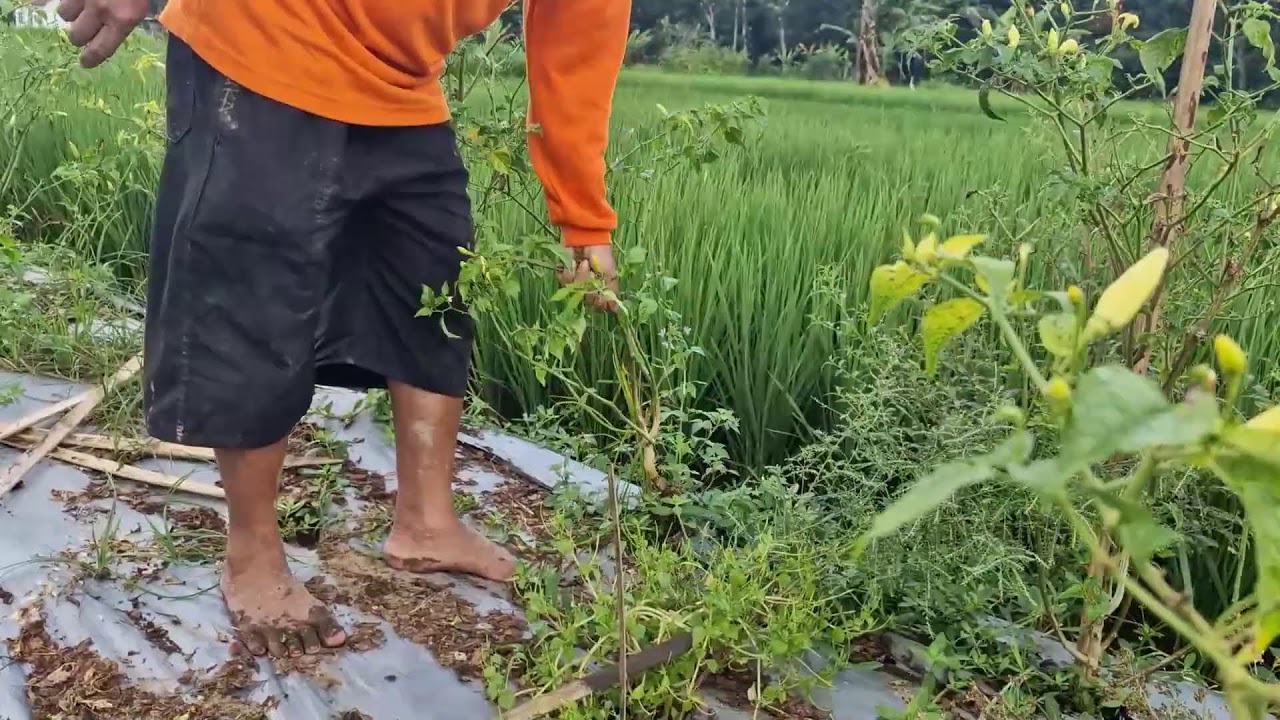 CHILI PLANTS REMOVAL PROCESS IN OPEN FIELDS WITHOUT SOPHISTICATED MACHINES!   -Agriculture Farming