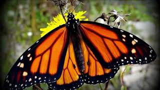 En peligro de extinción la mariposa monarca