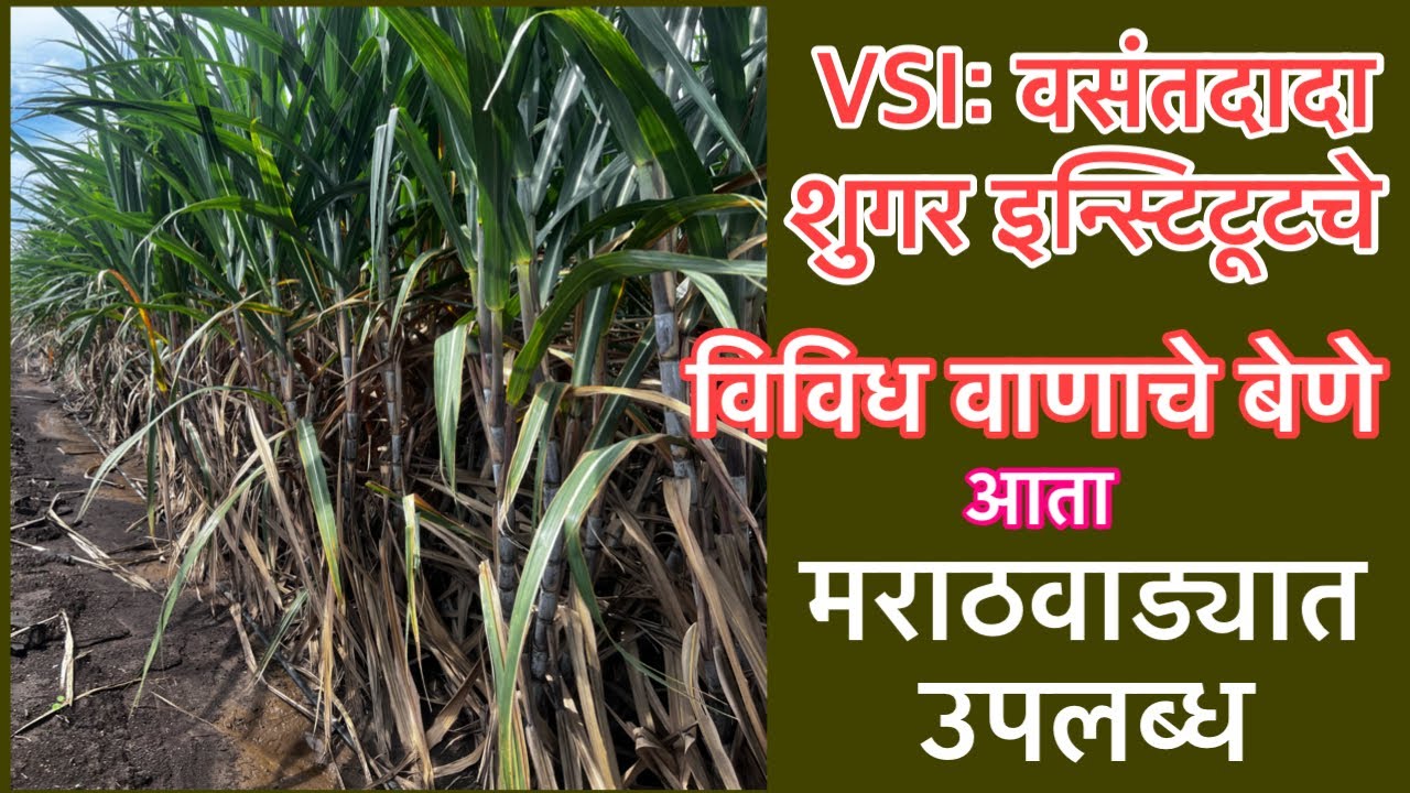 VSI चे नवीन वाणाचे बेणे आता मराठवाड्यापण मिळणार।पाथरवाला ता अंबड जि जालना