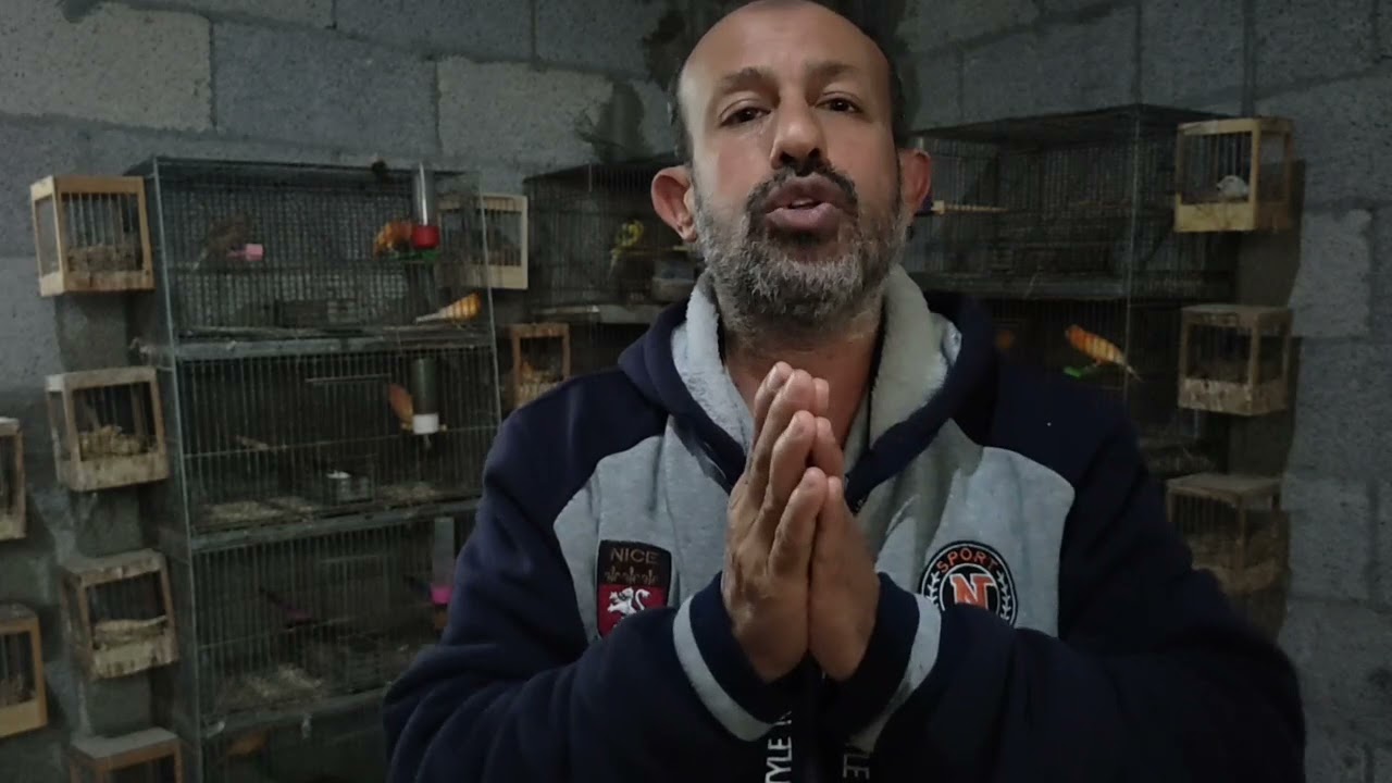 علاج موت الفروخ أثناء وجودها في العش وتأثير  التراب على العصافير وكيفية بناء العش كي يظل ثابتا مكانه