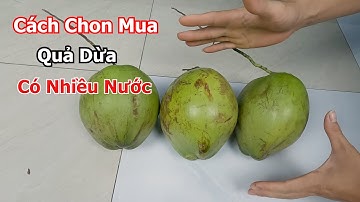 CÁCH CHỌN MUA QUẢ DỪA NHIỀU NƯỚC KHÔNG CÓ THỂ BẠN CHƯA BIẾT