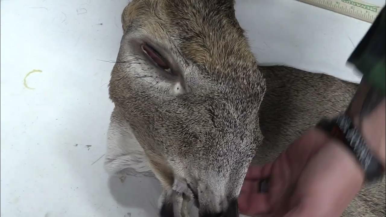 TANED WHITETAIL DEER CAPE FOR SALE (7 1/4" X 20") OBT2375 YouTube