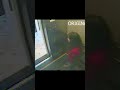 Elisha Lam elevator CCTV and Case. Click Here to watch full case.  #truestory #crime #horrorstories
