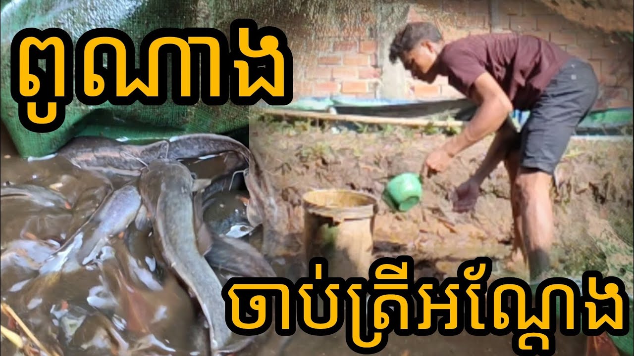 Ep54: ពូណាងចាប់បានត្រីអណ្តែតច្រើន -  Punang catches a lot of fish.