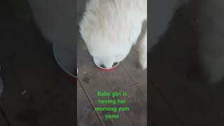 #recommended #4you #maremma #cute #comment #viral #dogs #like #australia