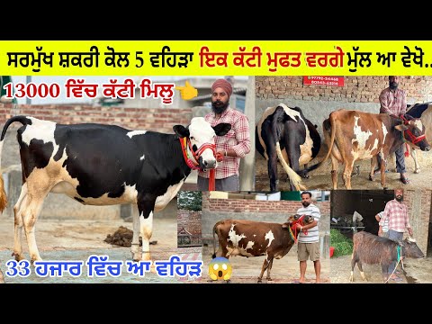 ਸਰਮੁੱਖ ਸ਼ਕਰੀ ਕੋਲ 5 ਵਹਿੜਾ 4 ਗੱਬਣ ਤਿਆਰ ਇਕ ਤੋਕੜ ਗੱਬਣ, ਇਕ ਕੱਟੀ ਵਿਕਾਊ ਛੋਟੀ/ ਤਰਨਤਾਰਨ 