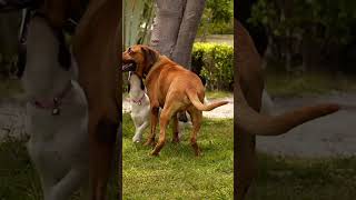 #animals #angrydog#funny#funnydogs#dog#dogtalking#mastidog#playdogs#saddog#friend#