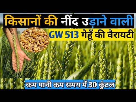Gehu Tree GW 513 Gehu ki Variety | जी डब्लू 513 की पूरी जानकारी | gehu ki best ...