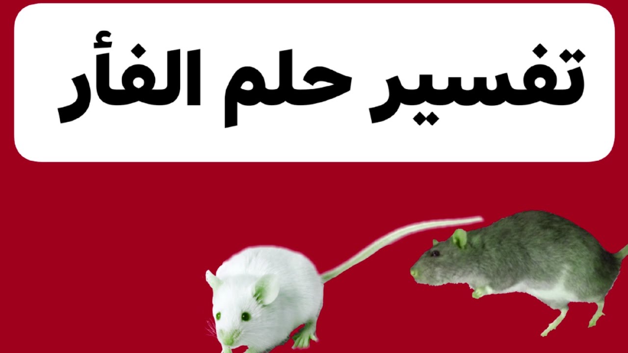 تفسير رؤية عضه الفأر في المنام 