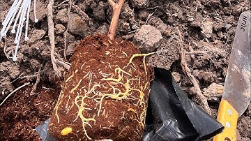 Mận hồng mst bầu ra đất . Cho khách . Kỹ thuật trồng mận hồng mst zalo 0965417733 . Có bán giống