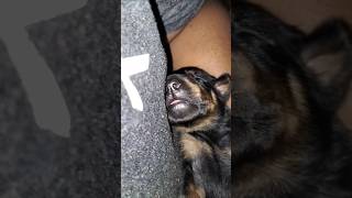ഹോസ്പിറ്റലിൽ പോകാം🐕#doberman#petlovers#shorts#pethealth#dobermanpuppies#pethospitalvisit