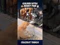 Golden bites Husky Paw🐶 | Craziest Things Part 39