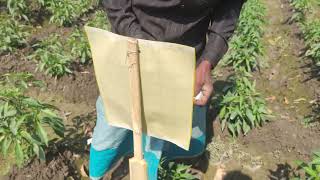 Use Of Sticky Traps In Chilli Fields.