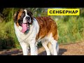 Собака Сенбернар плюсы и минусы породы | Собаководство | Порода Сенбернар